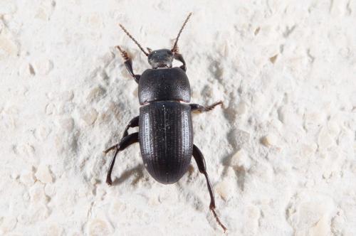 Pedinus sp.