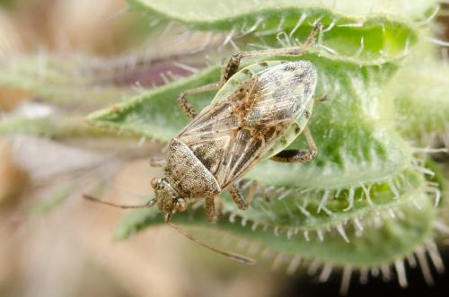Stictopleurus punctatonervosus