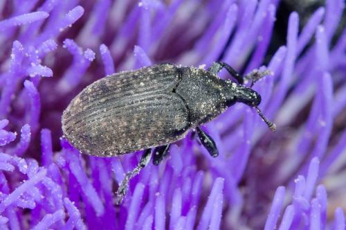 Larinus ochreatus