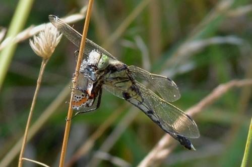 Réf. 186 740 : Orthetrum albistylum
