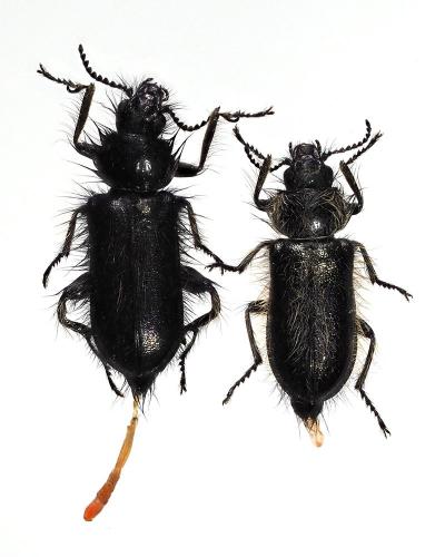 Enicopus pilosus