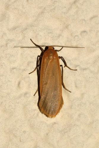 Eilema depressa