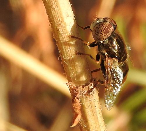 Réf. 186 480 : Eristalinus aeneus