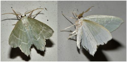 Jodis lactearia