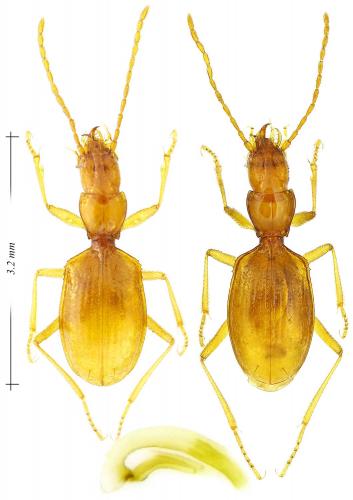 Geotrechus discontignyi