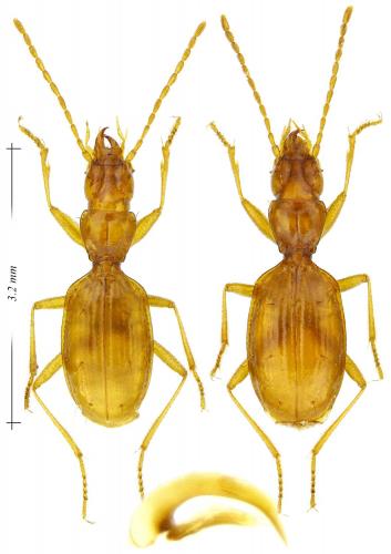 Geotrechus vulcanus