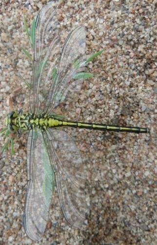 Stylurus flavipes