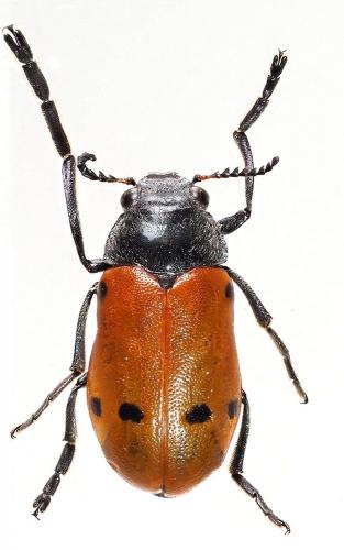 Lachnaia pubescens