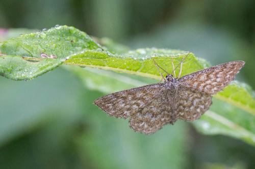 Réf. 186 204 : Scopula immorata