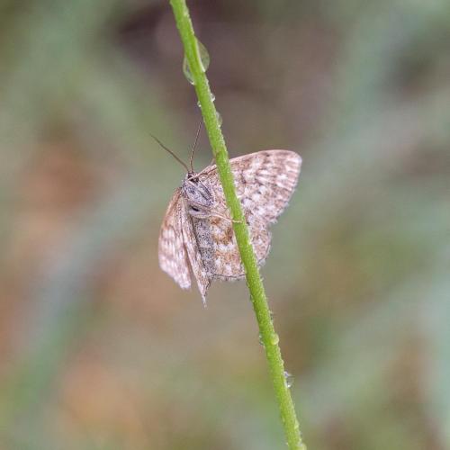 Réf. 186 333 : Scopula immorata