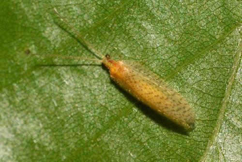 Réf. 186 821 : Hemerobius micans