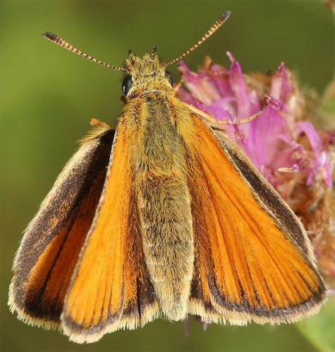 Réf. 186 497 : Thymelicus sp.