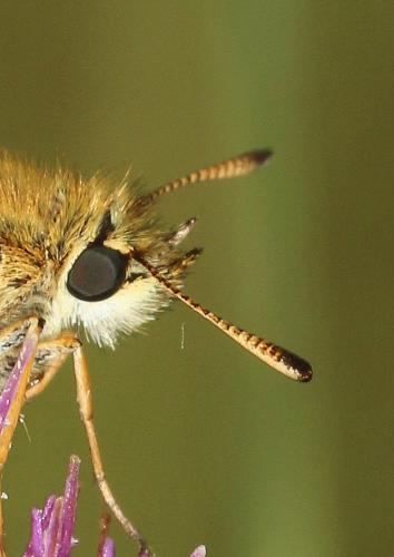 Réf. 186 511 : Thymelicus sp.
