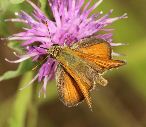 Réf. 186 036 : Thymelicus sylvestris