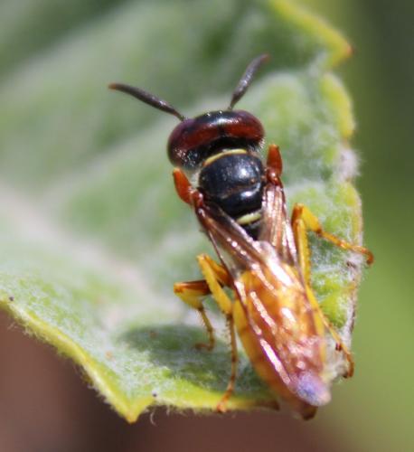 Philanthus sp.