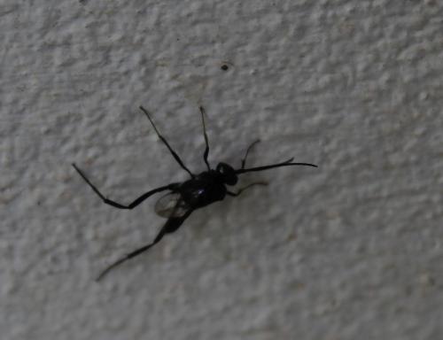 Evania appendigaster