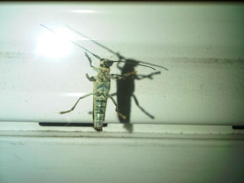 Saperda octopunctata