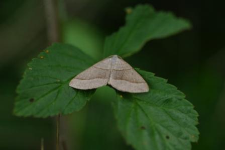 Réf. 186 235 : Scotopteryx sp.