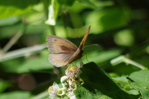 Maniola jurtina