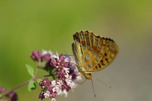 Argynnis adippe