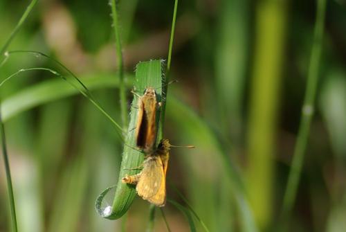 Ochlodes sylvanus