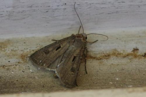 Réf. 186 394 : Agrotis exclamationis