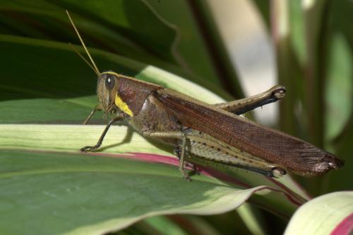 Schistocerca sp.