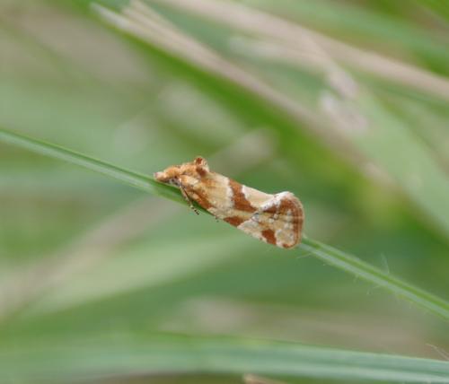 Aethes hartmanniana