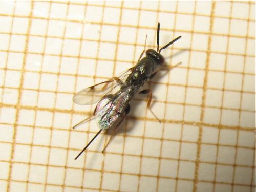 Réf. 186 509 : Monodontomerus sp.