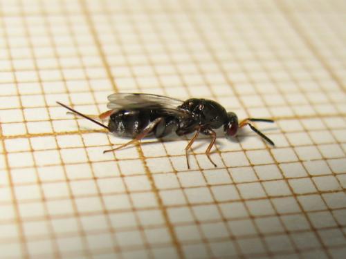 Réf. 186 507 : Monodontomerus sp.