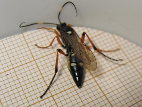 Réf. 186 501 : Diphyus quadripunctorius