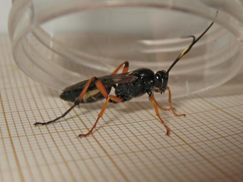 Réf. 186 502 : Diphyus quadripunctorius
