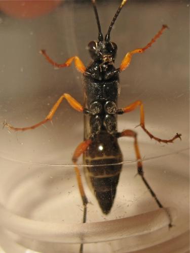 Réf. 186 504 : Diphyus quadripunctorius