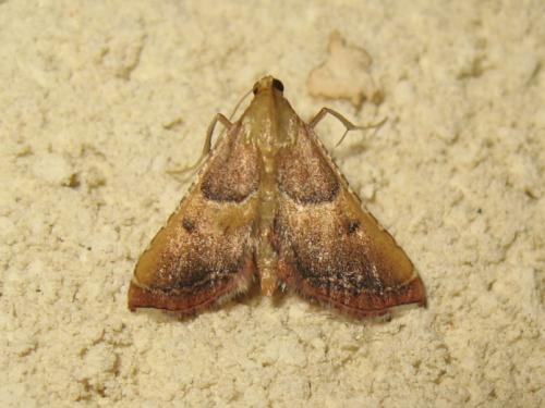 Réf. 186 332 : Endotricha flammealis