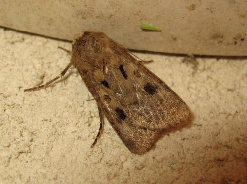 Réf. 186 329 : Agrotis exclamationis