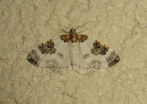 Plemyria rubiginata