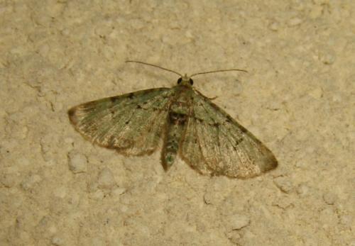 Pasiphila debiliata