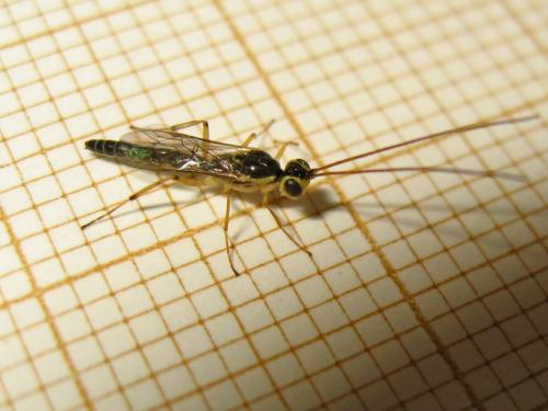 Réf. 186 505 : Oedemopsis scabricula