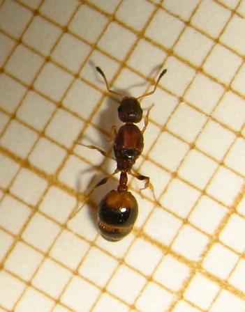 Temnothorax unifasciatus