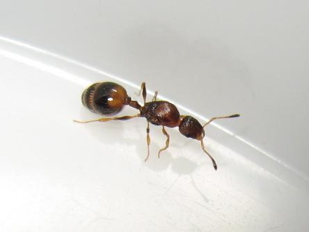 Temnothorax unifasciatus