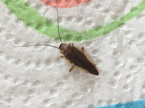 Ectobius sp.