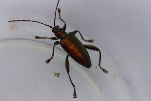 Réf. 186 807 : Donacia reticulata