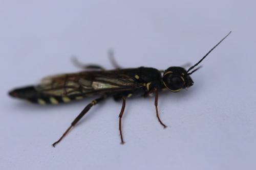 Xiphydria longicollis