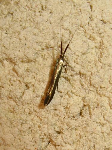 Réf. 186 729 : Coleophora sp.