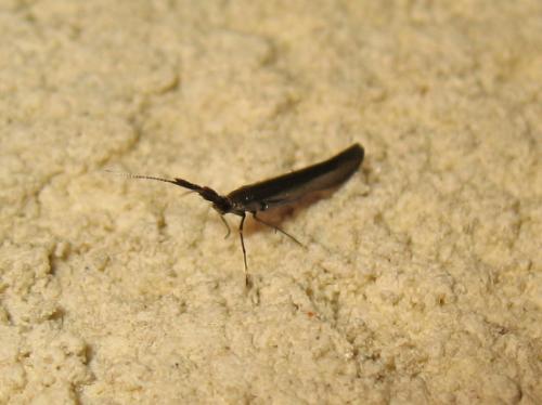 Coleophora sp.