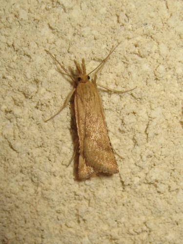 Réf. 186 843 : Synaphe punctalis