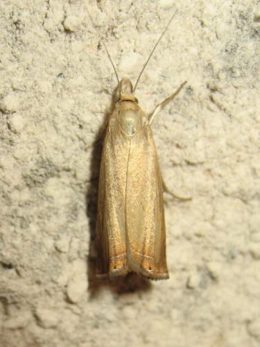 Réf. 186 844 : Chrysoteuchia culmella