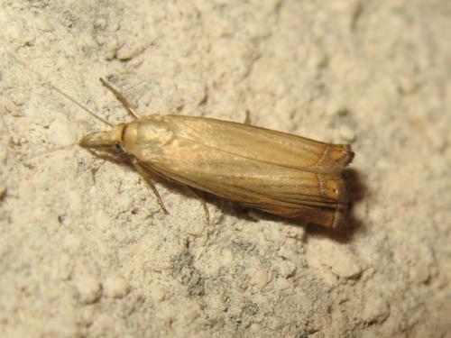 Réf. 186 846 : Chrysoteuchia culmella