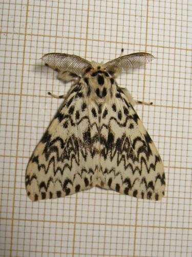 Lymantria monacha
