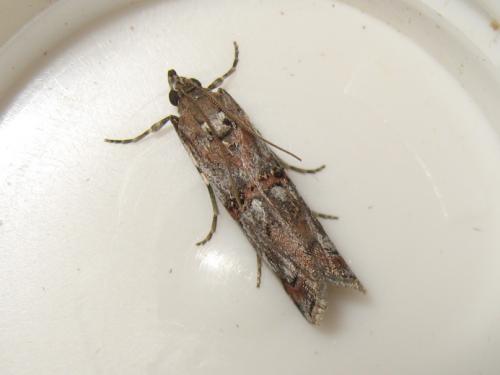 Réf. 186 918 : Pempelia palumbella